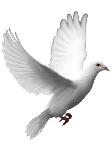 Pigeon voyageur